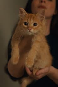 Petunia