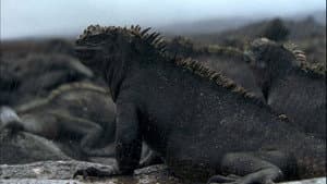 Galapagos