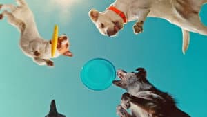 Inside the Mind of a Dog